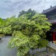 文物與古樹共生！國家級名錄江蘇＋1