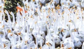 羽都六安燃動金秋