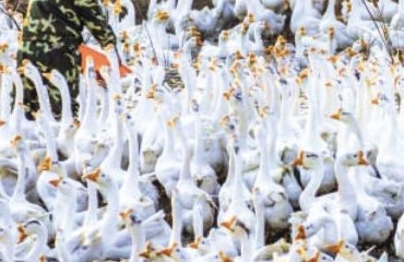 羽都六安燃动金秋