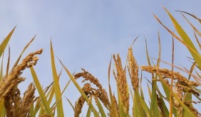 在安徽蚌埠 一粒糯米如何“粘”起百亿产业链?