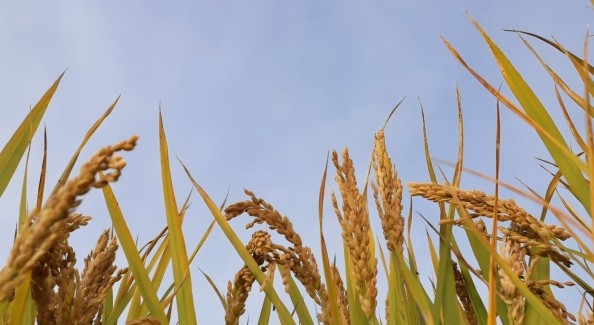 在安徽蚌埠 一粒糯米如何“粘”起百亿产业链?