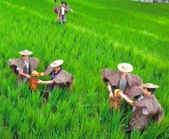 浙江何以成为“农遗”大省