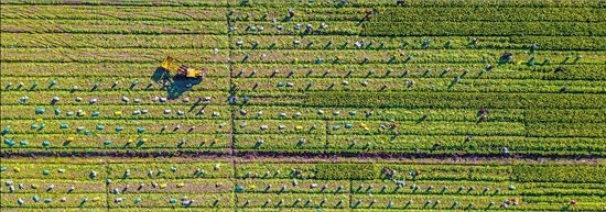 宁波余姚：一包榨菜的“碳”索