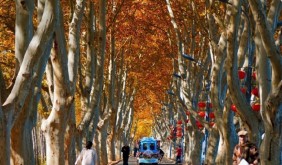 金色長廊迎客來！江蘇東海西雙湖景區梧桐大道進入最佳觀賞期