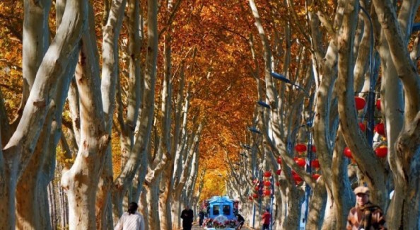 金色长廊迎客来！江苏东海西双湖景区梧桐大道进入最佳观赏期