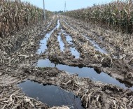 “抢丰收”后如何“谋未来”？江苏一场“秋雨”引发新思考