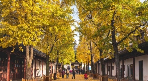 虎丘山：一葉知秋，更知千年