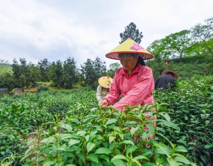 浙江印发方案 让更多农民靠技能吃饭