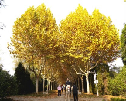 盱眙明祖陵“爱心”梧桐绘就独特景观