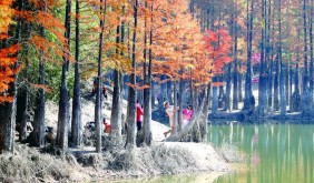 义乌赤岸水杉林迎来最佳观赏期