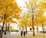 “落葉不掃”上海街頭最美秋色中，藏著超大城市的氣候解法