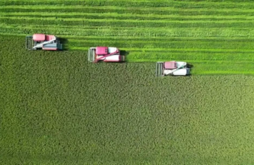 湾沚区：粮安业兴绘新卷 村美民富启新程