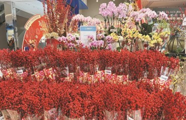 合肥：姹紫嫣红迎新春“花”样年味浓浓时