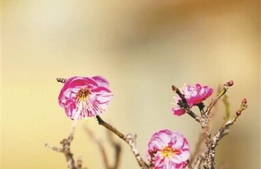 西湖蜡梅盛放 超山梅花迎佳期