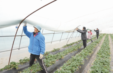 农技人员走进田间送“防寒指南”