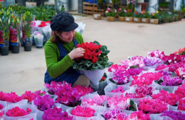 新春走基层丨一株精品年宵花，种活大院村乡村振兴“致富花”