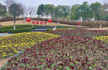 出片率100%！宝山马力全开向新年