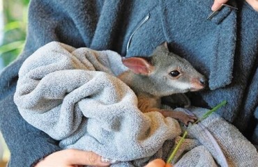 嘉兴琵琶岛上 异国萌宠好治愈