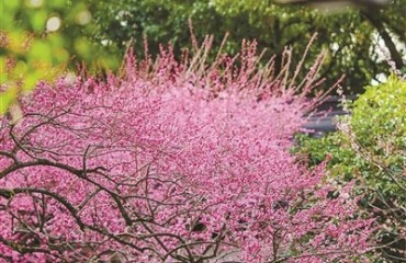 樱花梅花限定同框