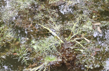 灣沚首次發(fā)現(xiàn)國家二級重點保護物種