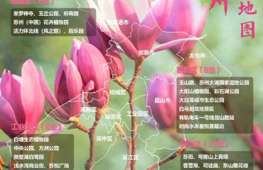 玉兰花开 这份观赏指南涵盖100处点位