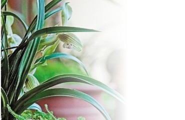 2026杭州春兰精品展邀你赴春日雅集