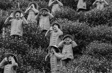 西湖龍井預(yù)計(jì)本月中下旬正式開采