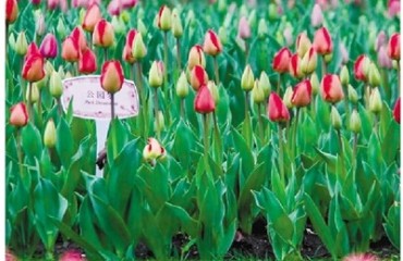 40萬株郁金香綻放太子灣