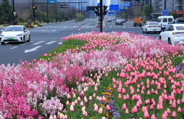 蕭山綠化帶郁金香被人民日報微博點贊！最近杭州全城含“金”量很高
