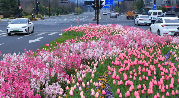 蕭山綠化帶郁金香被人民日報微博點贊！最近杭州全城含“金”量很高