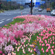 蕭山綠化帶郁金香被人民日報微博點(diǎn)贊！最近杭州全城含“金”量很高