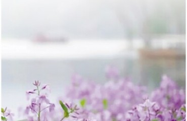 茅家埠二月兰开成海