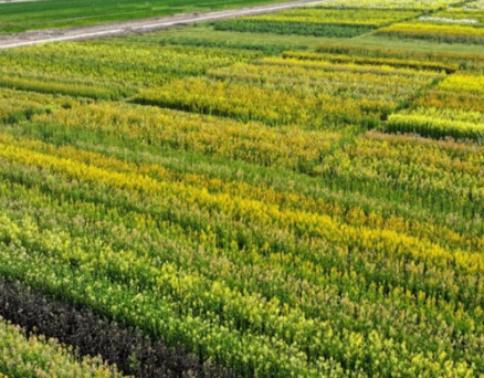 聽過九色鹿，見過九色油菜花嗎？