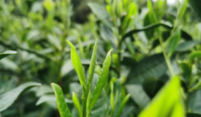 3月19日！西湖龍井正式開采 品質(zhì)穩(wěn)中有升