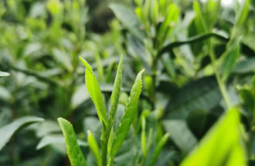 3月19日！西湖龙井正式开采 品质稳中有升