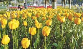 周末出游踏青 這些花?？蓜e錯過