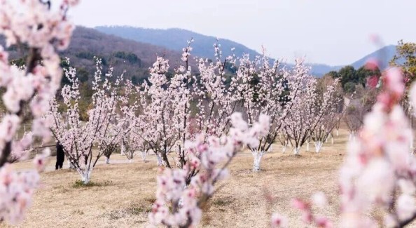 一路追著梅花，走到了象山湖