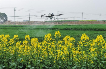 繁昌区：多部门联动 护航粮油作物稳产增收