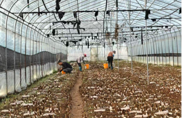 郊区：羊肚菌绘就乡村振兴新画卷