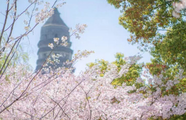 漫山繁花与千年古塔交相辉映，苏州虎丘山迎来春季文旅客流高峰