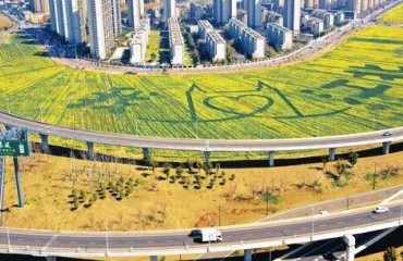 油菜花開，來江浦赴一場春日金色之約