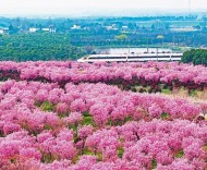 花開滿枝春意濃