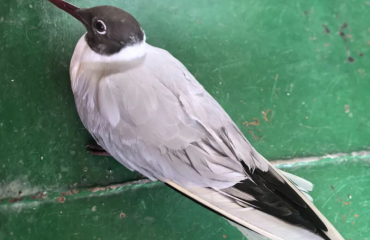 海事救助“空中來客”