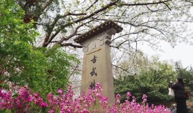 杭州市中心這處櫻花開放了！