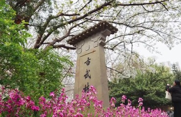 杭州市中心這處櫻花開放了！