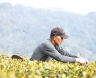 2026年第一杯獅峰龍井“金貴”在哪里？