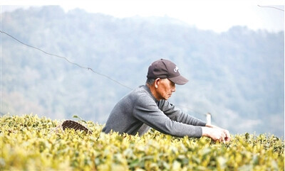 2026年第一杯獅峰龍井“金貴”在哪里？