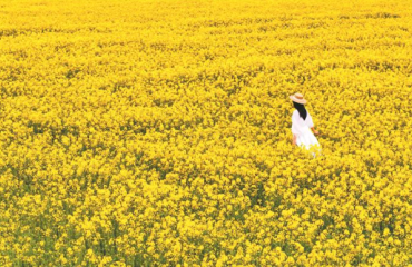 无锡最大！8500亩油菜花盛放