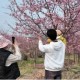 郎溪县：三千亩樱花竞绽 绘就生态经济新图景