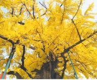 【尋訪古樹】千年銀杏見證百年樹人